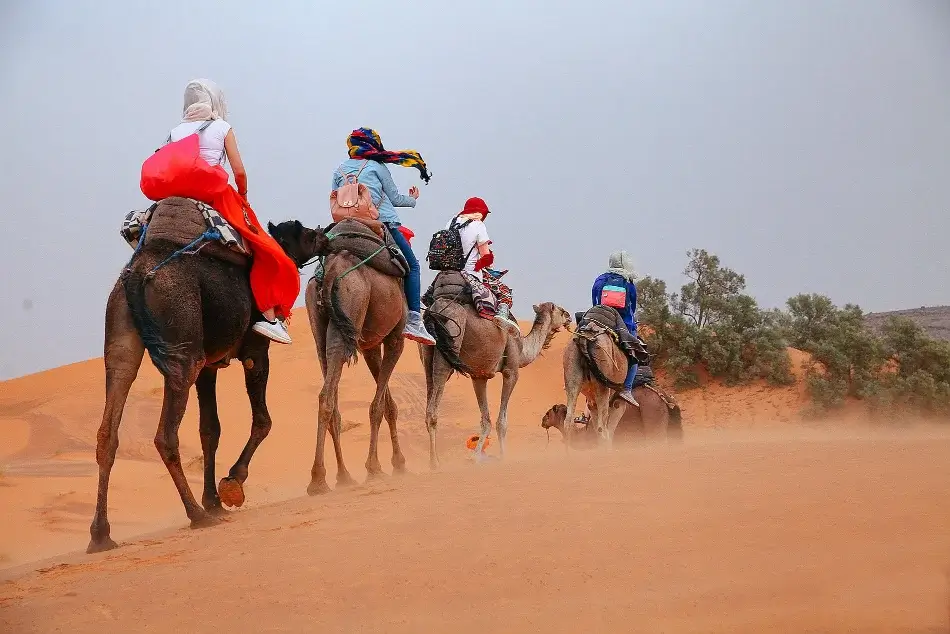 Camellos en el Sahara - mejor época para viajar a Marruecos